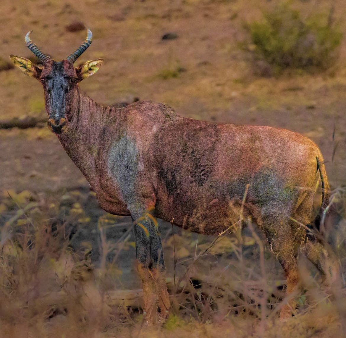 Tsessebe antelope